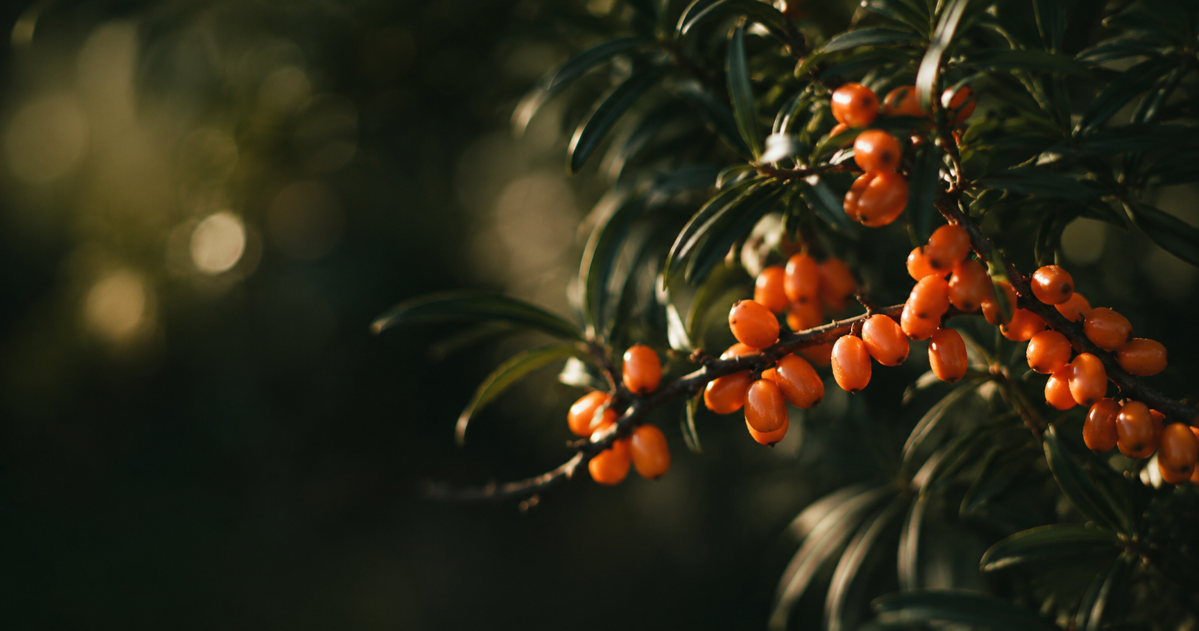 Can I Take Sea Buckthorn Daily?