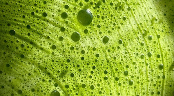 Is Matcha Really Anti-Aging