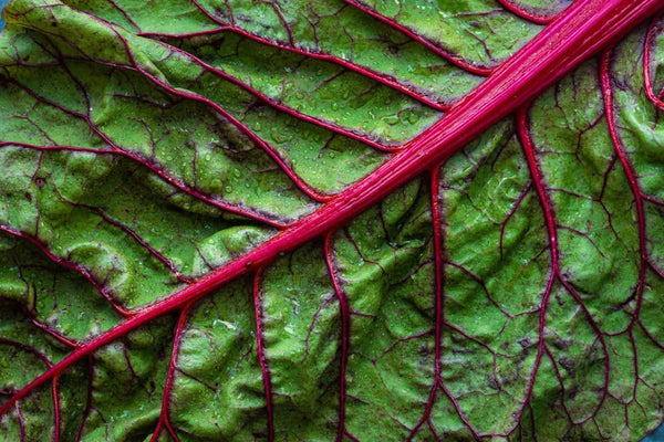 iron rich foods