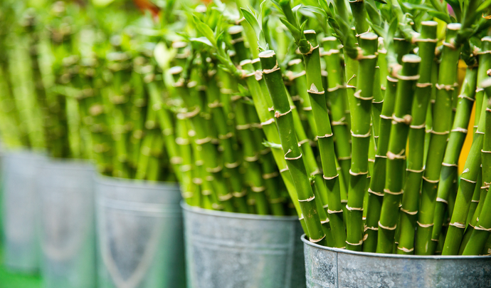 5 Ways in Which Bamboo Extract Improves Our Wellbeing