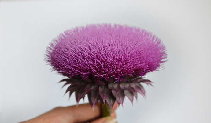 All You Need to Know About Milk thistle and How it can Improve Liver Health!