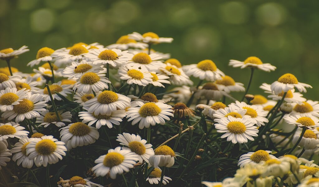 Does Chamomile Really Help Improve Your Sleep