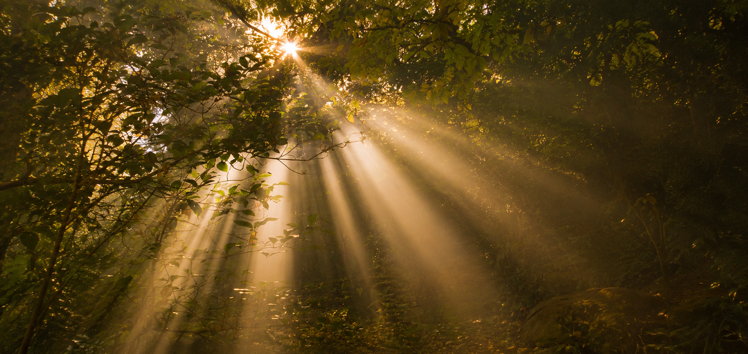 why is sunlight important