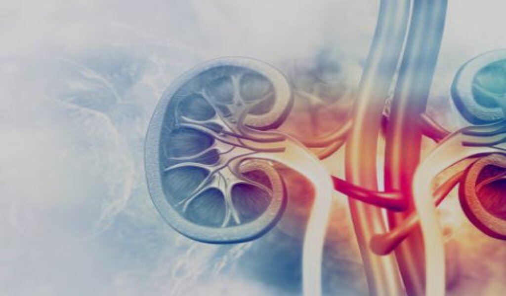 Kidney Function