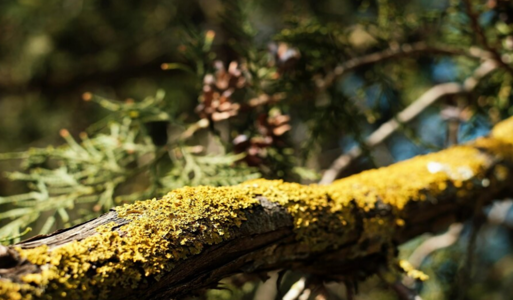 Lichens: The Lesser-Known Vegan Source of Vitamin D3