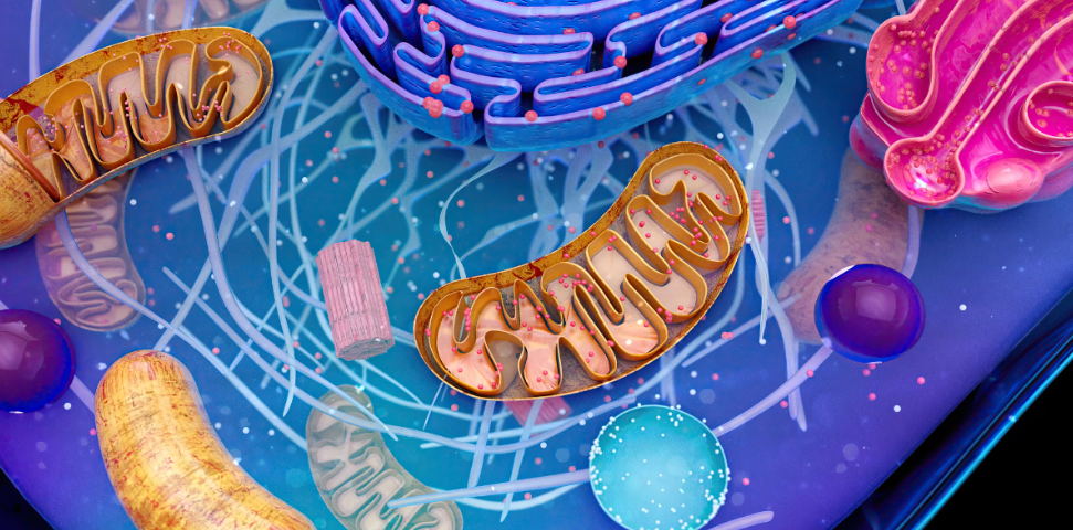 What Is Glucose Metabolism?