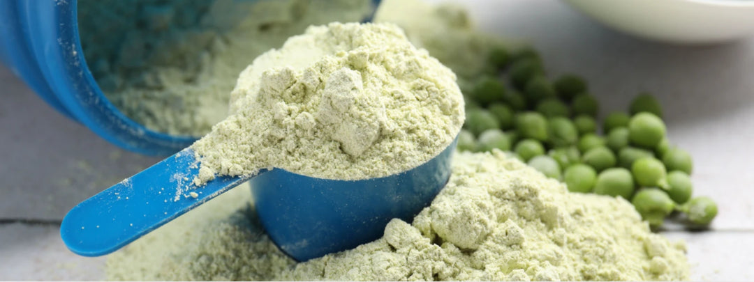 Pea protein powder being mixed in a shaker for muscle recovery post workout. 