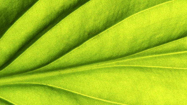 Which foods are high in folate