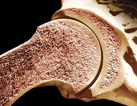 best foods for joint health