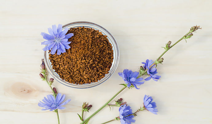 What is Chicory Root & How Does It Benefit The Gut