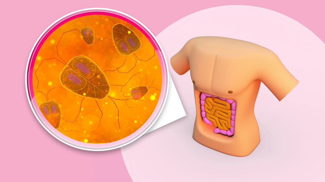 How to Improve Gut Health with Digestive Enzymes? 