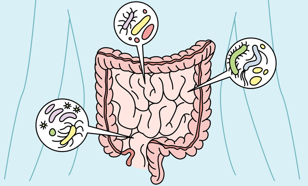 Boost metabolism with Probiotics