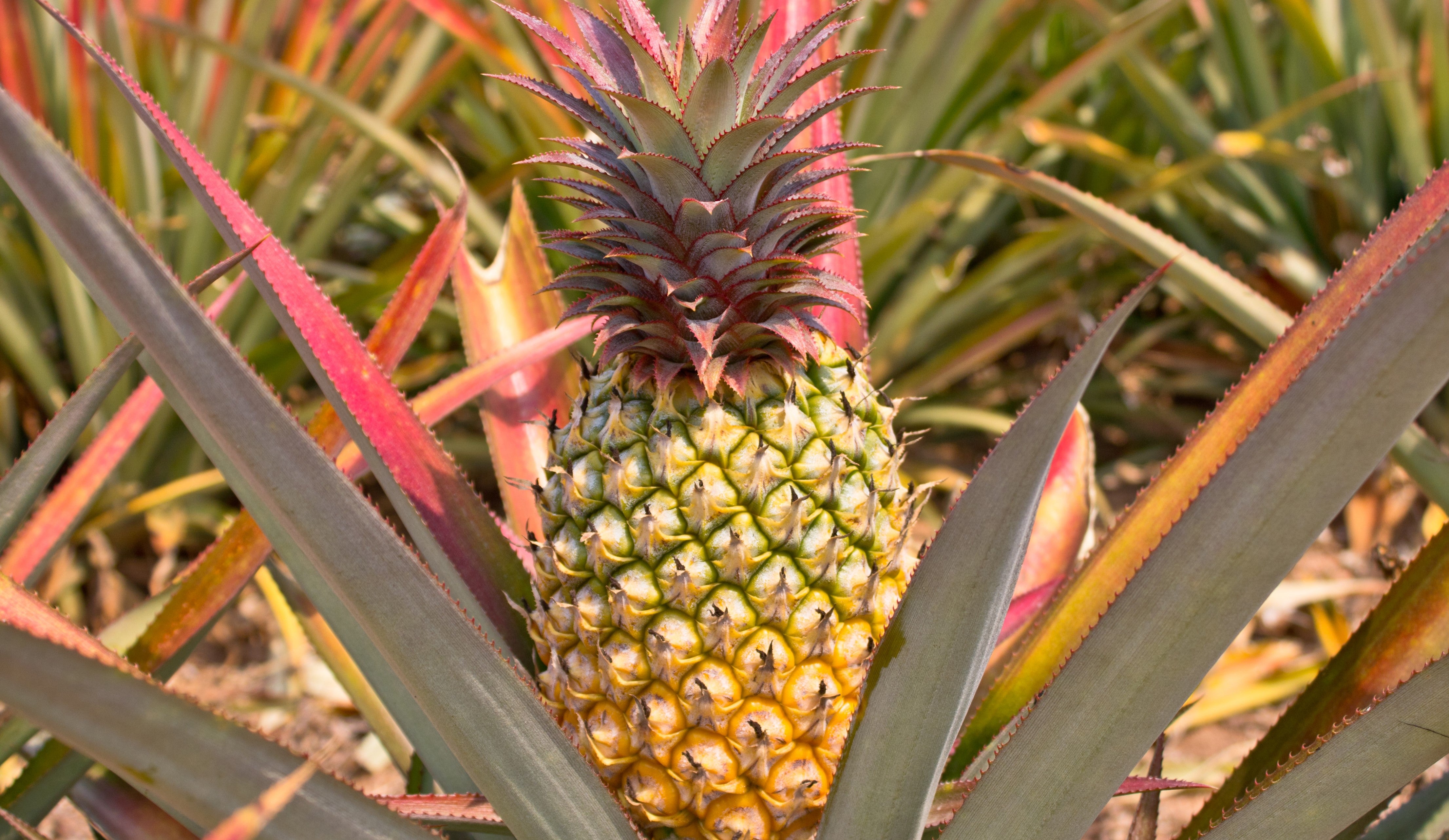 Bromelain