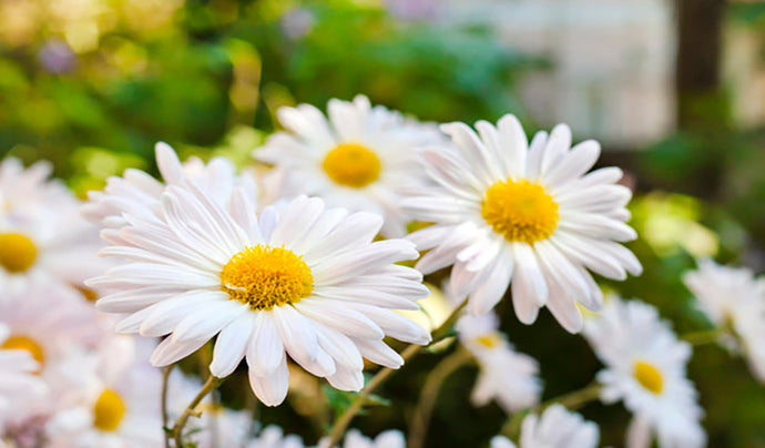 What is Chamomile & How is it Used