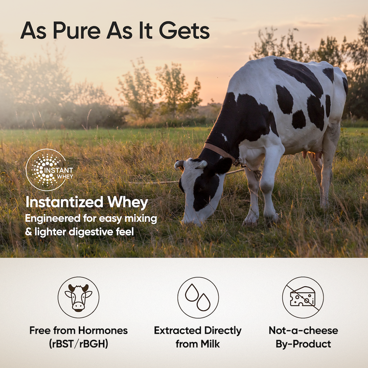 Whey Protein Isolate + Concentrate 24g | 1kg | 4B CFU Probiotics | Mango Flavoured