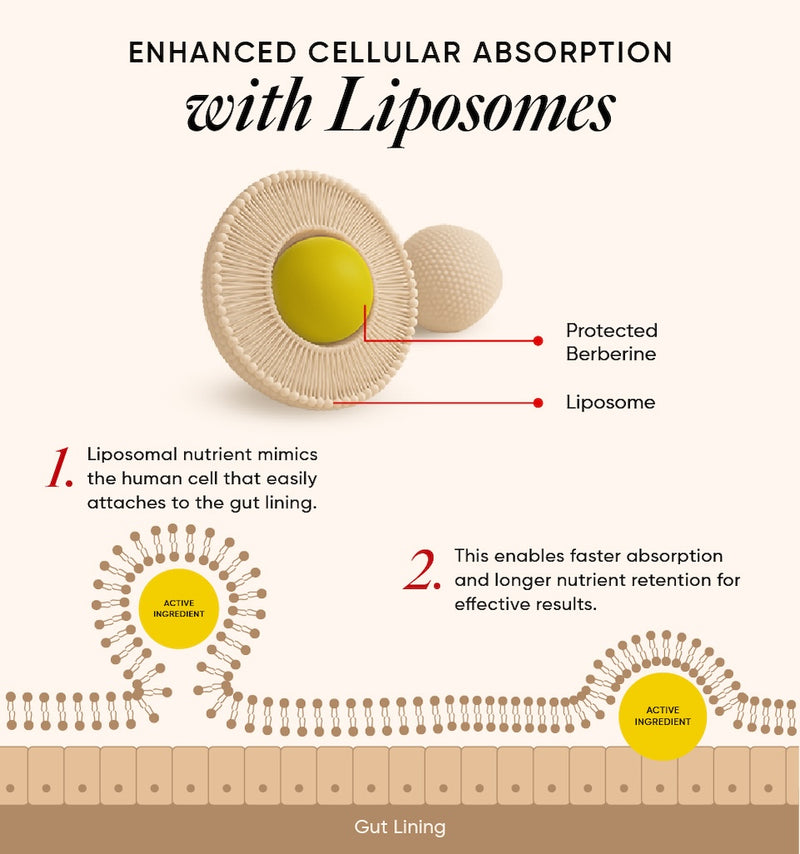 13.6x Higher Absorption* With liposomal technology